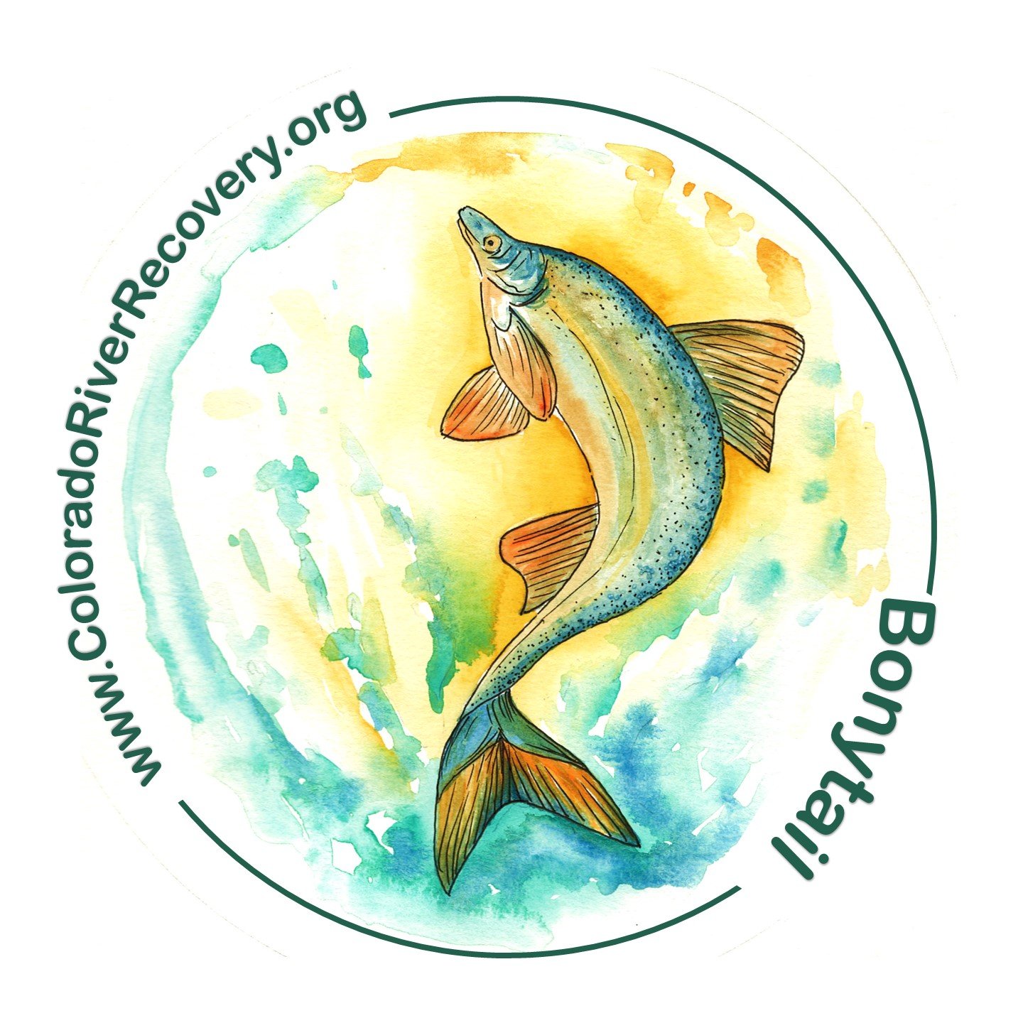 Adult Bonytail - Amy Washuta