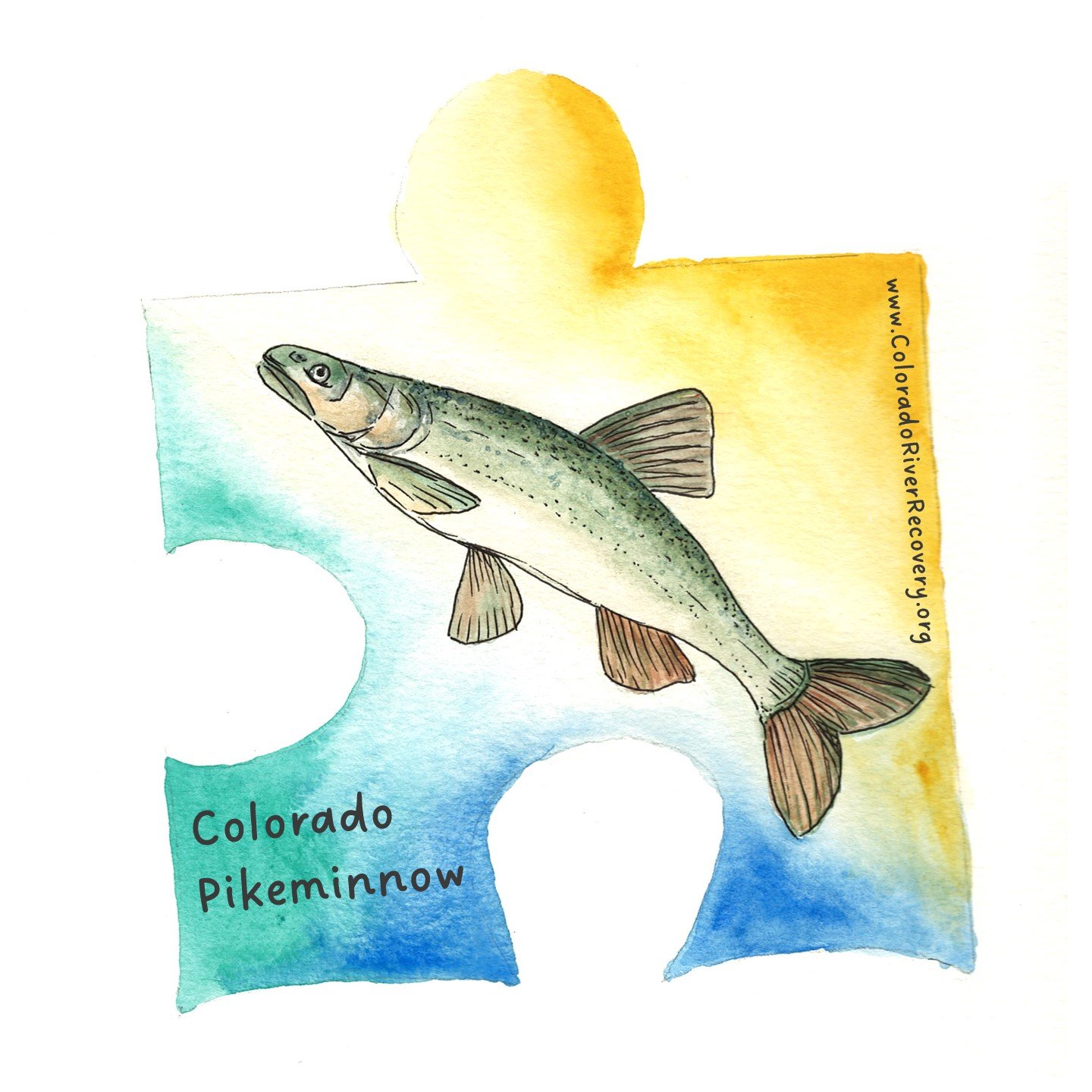 Kids COPikeminnow - Amy Washuta